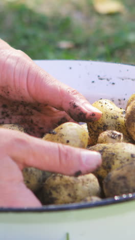 Primer-Plano,-De,-Mujer,-Manos,-Lavar-Patatas,-En,-Jardín