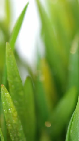 Close-up-of-water-droplets-on-green-grass