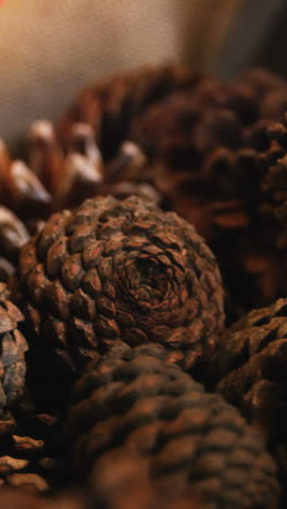 Close-up-of-pine-cone