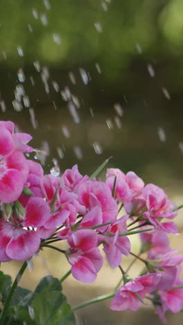 Agua-Que-Se-Vierte-En-La-Planta