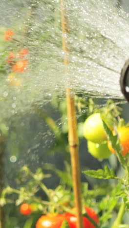 Hombre-Rociando-Agua-En-La-Planta