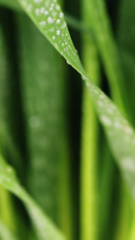 Water-droplets-on-green-grass