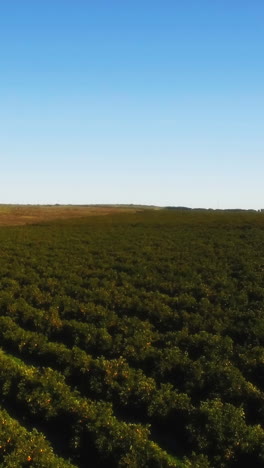 Aerial-of-a-orange-field