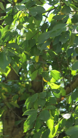 Close-up-of-green-tree