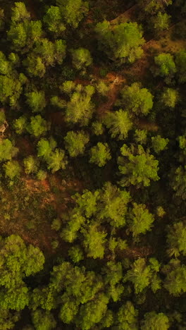 Aerial-of-green-forest