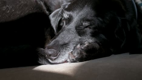 Senior-black-dog-sleeping-peacefully,-bathed-in-sunlight