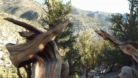 Wilder-Toter-Baum,-Verdrehte-Äste,-Nahaufnahme-Des-Waldes-Aus-Uralten-Grannenkiefern,-Kalifornien,-USA