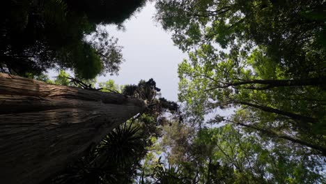 Vista-De-Las-Copas-De-Los-árboles-Del-Parque-Nacional-Uruapan-2