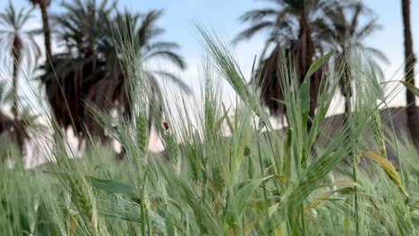 Grünes-Gras-Und-Palmenhintergrund,-Dattelpalmenhain-In-Wüstendorf,-Ländliche-Gegend,-Weizenfeld-Im-Frühling,-Sommer,-Landwirtschaft,-Erntezeit,-Nayband,-Naher-Osten,-Iran,-Naturlandschaft