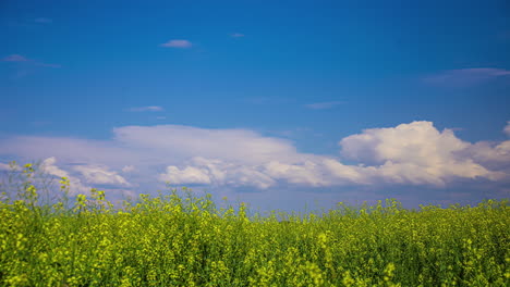 Campo-De-Colza-Floreciendo-Flor-Amarilla-Nubes-En-Movimiento-Cielo-Azul-Lapso-De-Tiempo