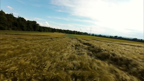 Drone-Aéreo-Rápido-Fpv-Sobrevuelo-Bajo-Cultivos-Agrícolas-De-Granos-Dorados-Cerca-Del-Atardecer