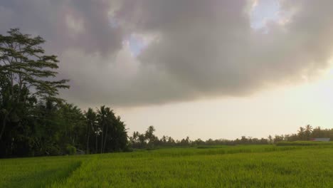 Timelapse-De-Campos-De-Arroz-En-Bali-Al-Atardecer