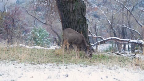 Ein-Junger-Maultierhirsch,-Der-Im-Winter-Gras-Vom-Schneebedeckten-Boden-In-Südkalifornien-Frisst