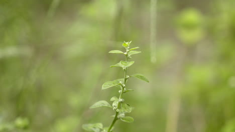 close-up-view-of-Aerva-lanata-or-mountain-knot-grass