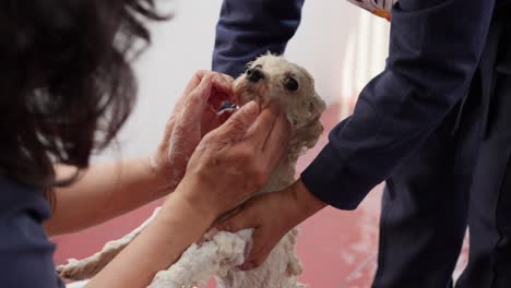 Dueños-De-Mascotas-Bañando-A-Un-Caniche-Toy-Macho-En-La-Casa