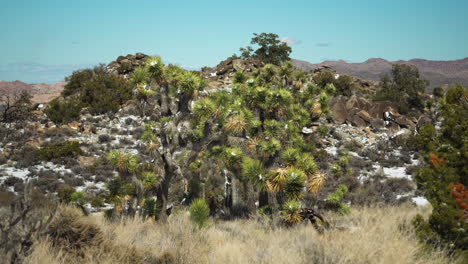 Joshua-Tree-National-Park-showcasing-diverse-landscapes-and-vegetation