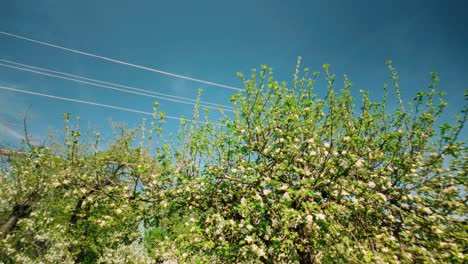 Blossoming-apple-tree-rural-landscape-travel-with-white-flowers-in-trees-dolly-movement-to-the-right