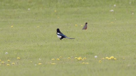 Vögel:-Elster-Und-Rotkehlchen-Laufen-Auf-Grünem-Gras-Und-Suchen-Nach-Würmern-Und-Insekten