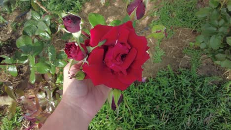 A-hand-holds-up-a-beautiful-red-rose-in-bloom,-surrounded-by-other-roses-in-a-lush-garden