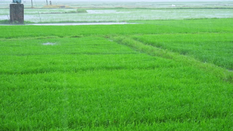 Vista-Del-Hermoso-Y-Exuberante-Campo-De-Arroz-Verde-En-La-Temporada-De-Lluvias