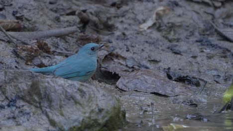 Fulchoki-Godawori-En-Katmandú-Es-El-Hogar-De-Aves-Raras-De-Nepal