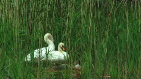 Eine-Schwanenfamilie-Mit-Ihren-Küken-Im-Nest