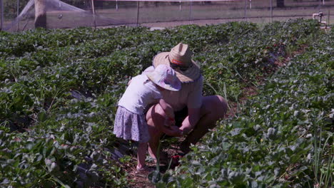 A-father-and-his-young-daughter-enjoy-a-day-picking-strawberries-at-a-local-farm