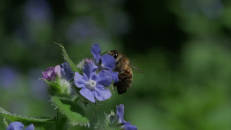 Abeja-Melífera-Alimentándose-De-Flores-De-Pentaglotis-Azules-En-Cámara-Lenta