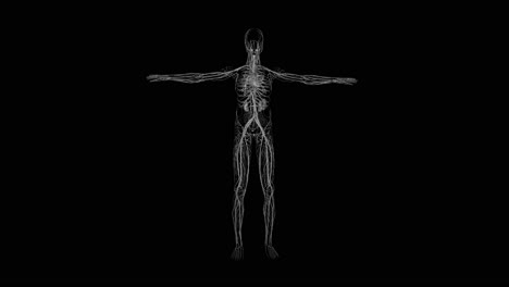 Anatomy-of-nervous-system-in-human-body-on-black-background