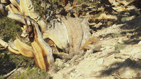 Nahaufnahme-Eines-Toten-Baumes-Im-Alten-Grannenkiefernwald,-Kalifornien,-USA