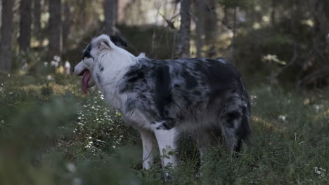 Miniature-american-shepherd-in-a-beautiful-forest