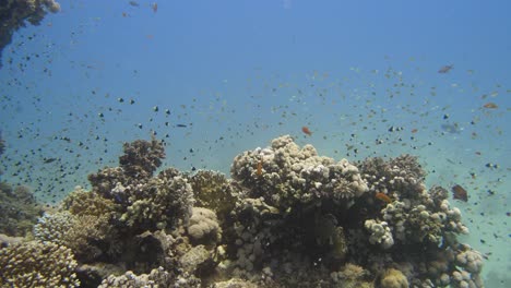 Many-small-black-and-white-coloured-fishes-swimming-around-hard-and-soft-coral-structure-in-4k