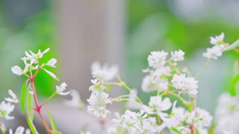 Eine-Faszinierende-Nahaufnahme-Zeigt-Eine-Wilde-Kamillenblüte-In-Ihrem-Perfekten-Blütezustand