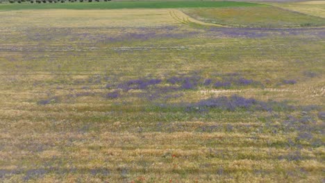 rising-reverse-flight-with-a-drone-over-a-large-area-of-crop-fields-starting-in-a-purple-patch-of-flowers-and-discovering-fields-of-green-wheat-and-olive-groves-all-with-a-great-mix-of-colors