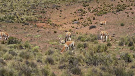 Una-Manada-De-Vicuñas-Pastando-En-Las-Montañas-De-Los-Andes,-Vista-Desde-Una-Cámara