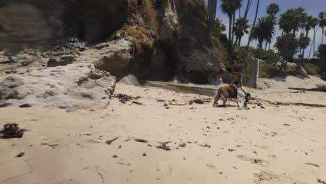 Hermosa-Playa-De-La-Costa-De-California-Con-Perros-Jugando---4k-Calificado