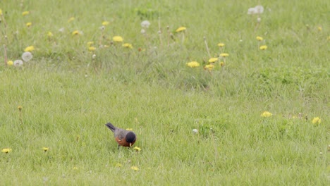 Bird:-Robin-catches-worm-on-green-grass-lawn,-then-looks-at-camera