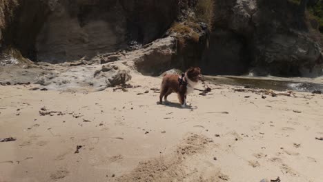 Dog-Playing-on-Beautiful-California-Beach---4k-Graded