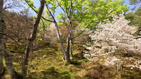 POV-Einer-Person,-Die-Im-Frühling-Im-Garten-Des-Goldenen-Tempels-In-Kyoto,-Japan,-Auf-Blühende-Bäume-Blickt