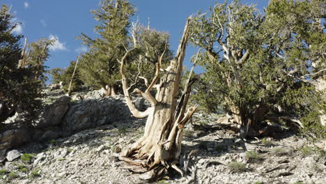 Alter-Toter-Baum-Mit-Seinen-Wurzeln-Und-Stamm-Im-Alten-Grannenkiefernwald,-Kalifornien,-USA