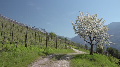 A-beautiful-blossoming-Cherry-tree-in-a-vineyard-above-the-town-of-Entiklar---Niclara,-South-Tyrol,-Italy