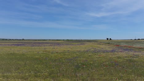 Flug-Mit-Einer-Drohne-über-Ein-Getreidefeld-Mit-Großen-Flächen-Violetter-Blüten-Im-Weizenfeld-Vor-Dem-Hintergrund-Eines-Blauen-Himmels-Mit-Leichten-Wolken.-Die-Aufnahme-Vermittelt-Ruhe