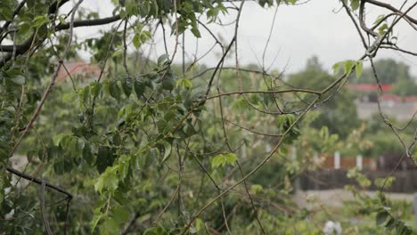 Wet-Twigs-And-Leaves-Of-Trees-During-Rainy-Day