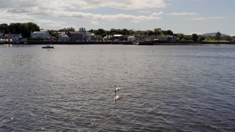 Static-shot-of-Kinvara-town-from-the-bay-with-swans-gliding-in-the-foreground