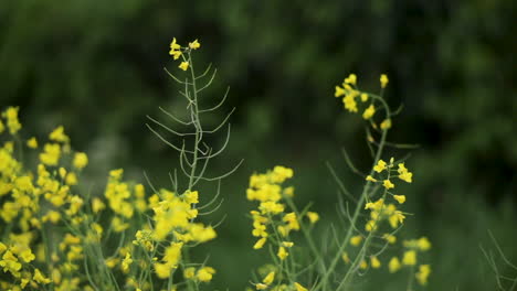 A-field-of-rapeseed-on-a-farm-in-Northern-Ireland