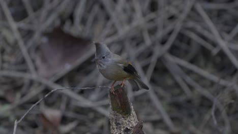 Fulchoki-Godawori-En-Katmandú-Es-El-Hogar-De-Aves-Raras-De-Nepal