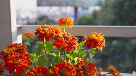 Una-Suave-Neblina-De-Agua-Acaricia-Las-Vibrantes-Flores-De-Dalia,-Promoviendo-Un-Crecimiento-Saludable-Y-Fomentando-Sus-Impresionantes-Flores.