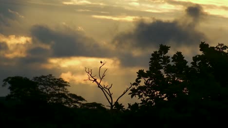 Amazon-rainforest,-a-close-up-of-two-birds-perched-atop-tall-tree-branches,-silhouetted-against-the-late-evening-twilight