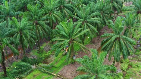 Aerial-flyover-captures-an-excavator-knocking-down-a-tree-in-an-oil-palm-plantation-field,-clearing-aging-palm-trees-for-improved-growth-yields