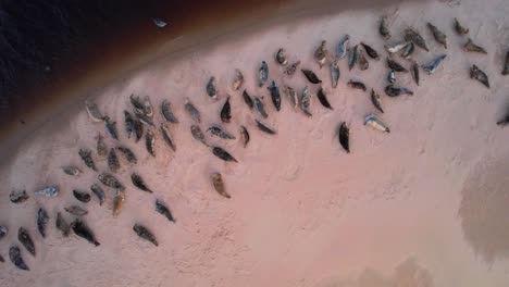 Drone-over-Colony-Of-Seals-At-Findhorn-Beach-In-Forres,-UK